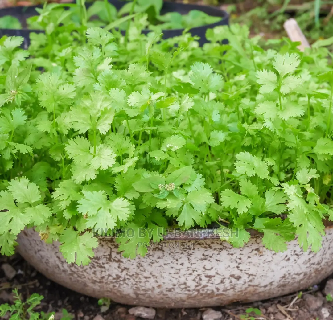 Chervil Seedling Moq 15