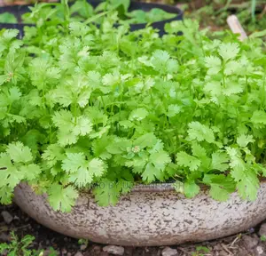 Chervil Seedling Moq 15