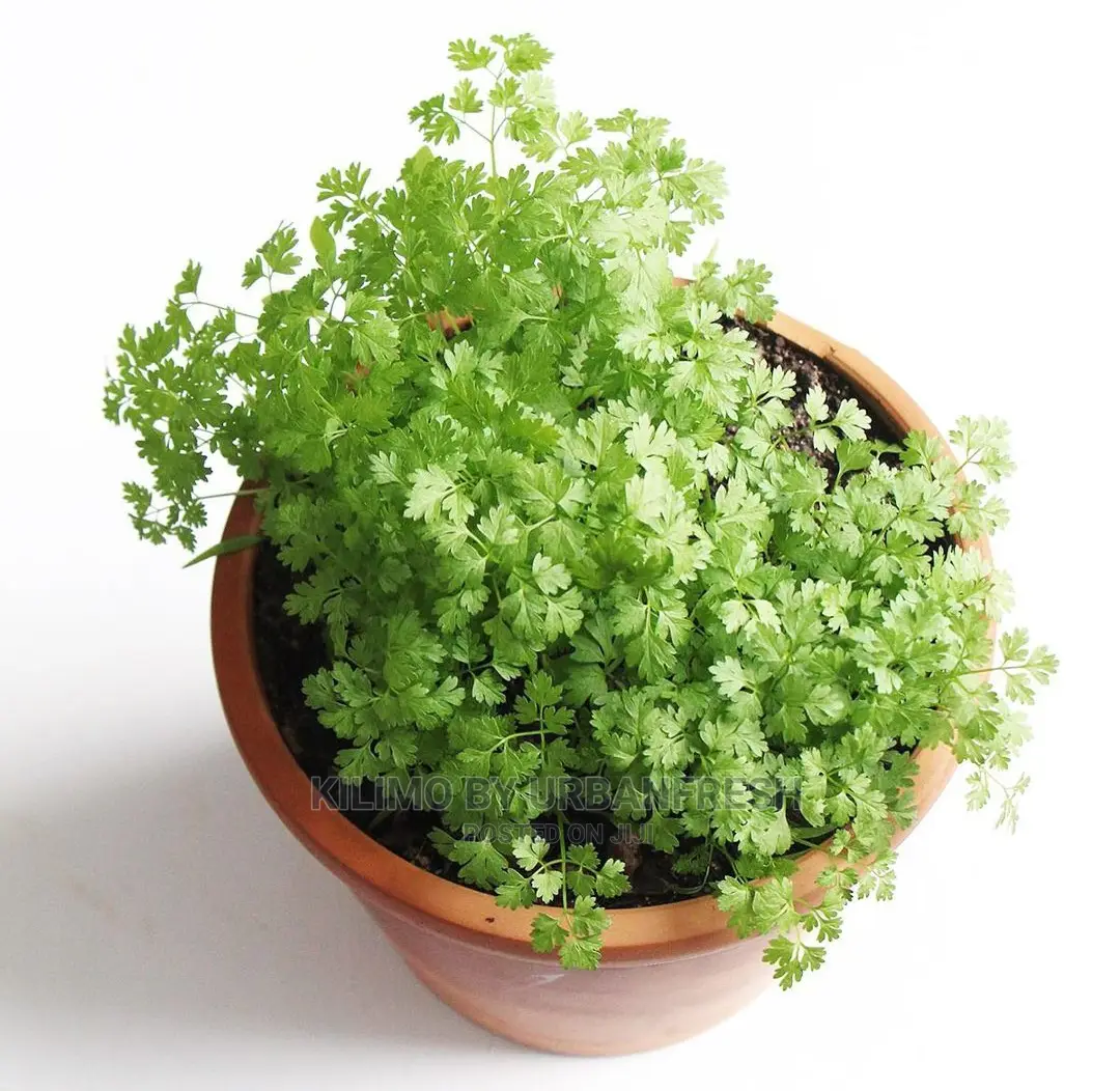 Chervil Seedling Moq 15