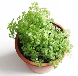 Chervil Seedling Moq 15