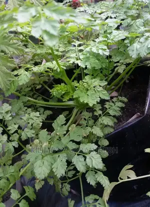 Chervil Seedling Moq 15