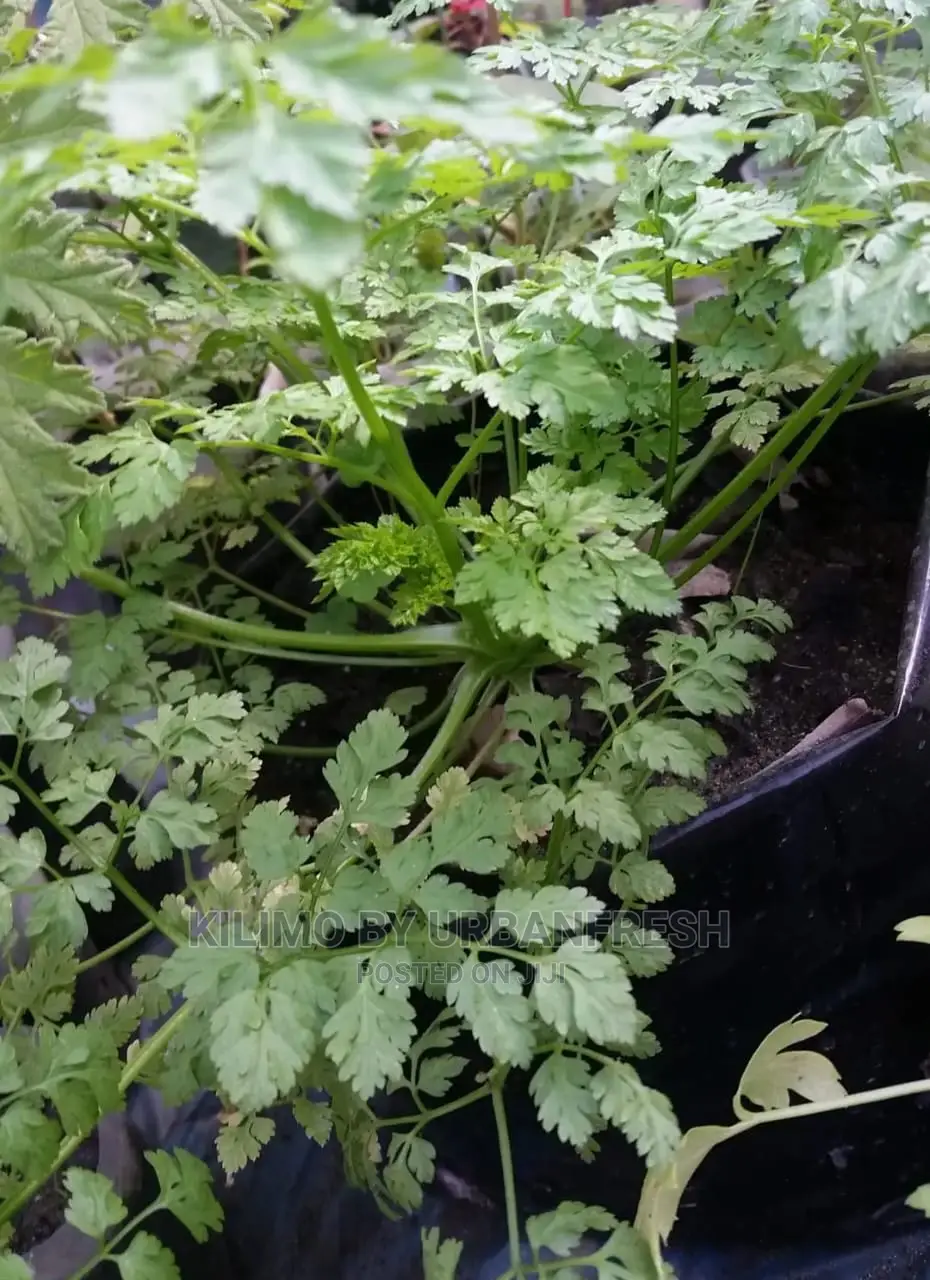 Chervil Seedling Moq 15