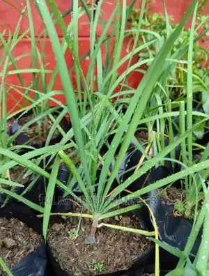 Chive Garlic Seedling Moq 15