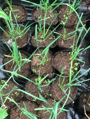 Chive Garlic Seedling Moq 15