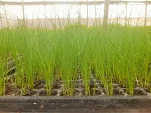 Chive Praque Seedling Moq 15
