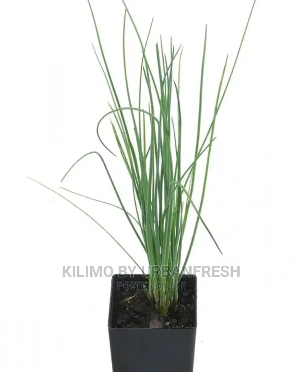 Chive Spike Seedling Moq 15