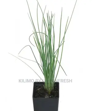 Chive Spike Seedling Moq 15
