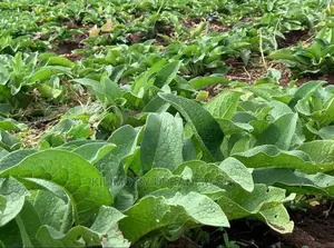 Comfrey Seedling Boking 4 Cultivator Minimum Per Order : 20 Seedlings.