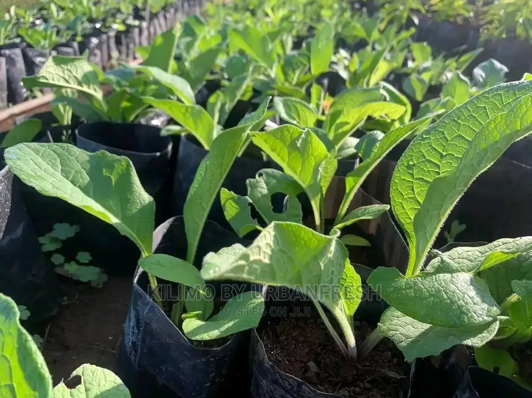 Comfrey Seedling Boking 4 Cultivator Minimum Per Order : 20 Seedlings.
