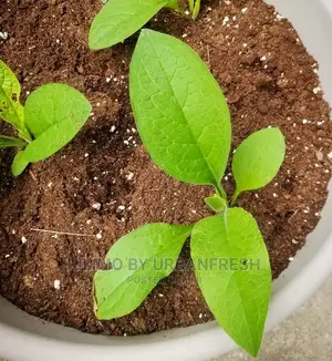 Comfrey Seedling Boking 4 Cultivator Minimum Per Order : 20 Seedlings.