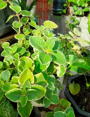 Cuban Oregano Seedling Moq 5