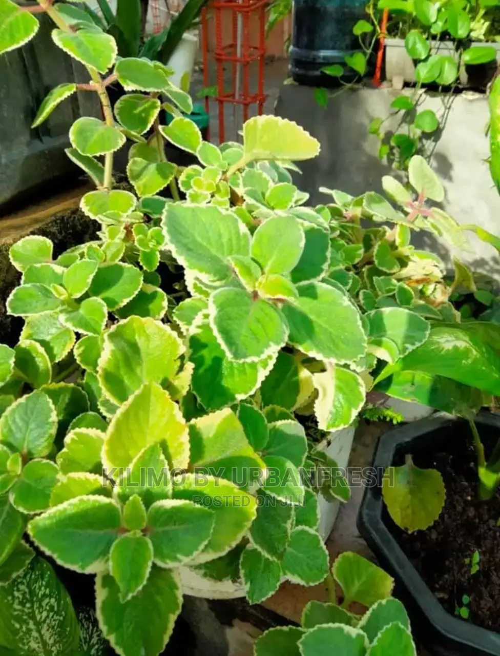 Cuban Oregano Seedling Moq 5