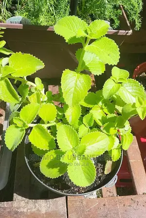 Cuban Oregano Seedling Moq 5