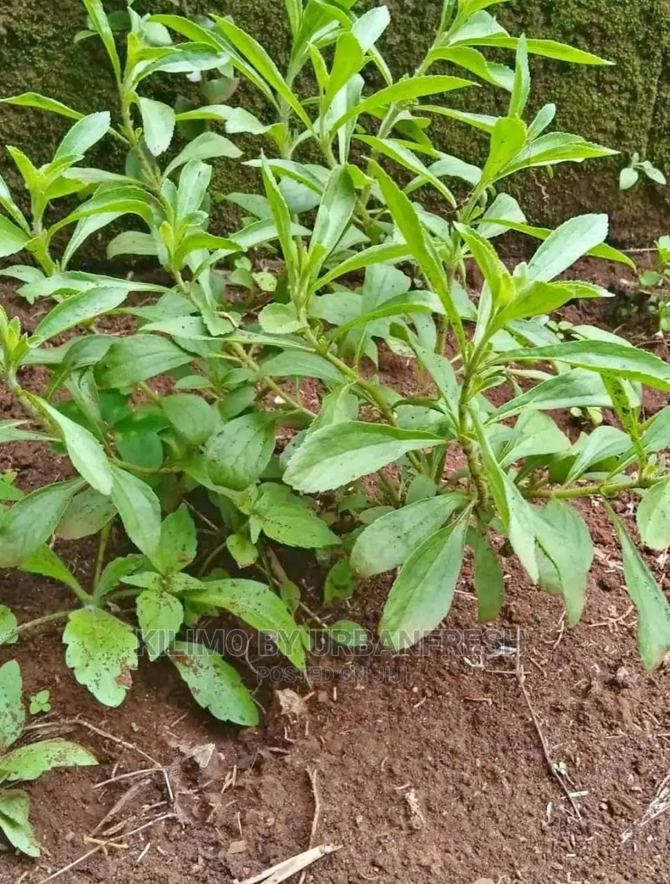 Stevia Seedling Moq 20.
