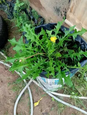 Dandelion Seedling Moq 10