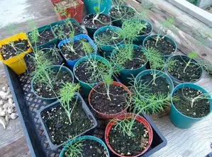 Fennel Seedling Moq 10