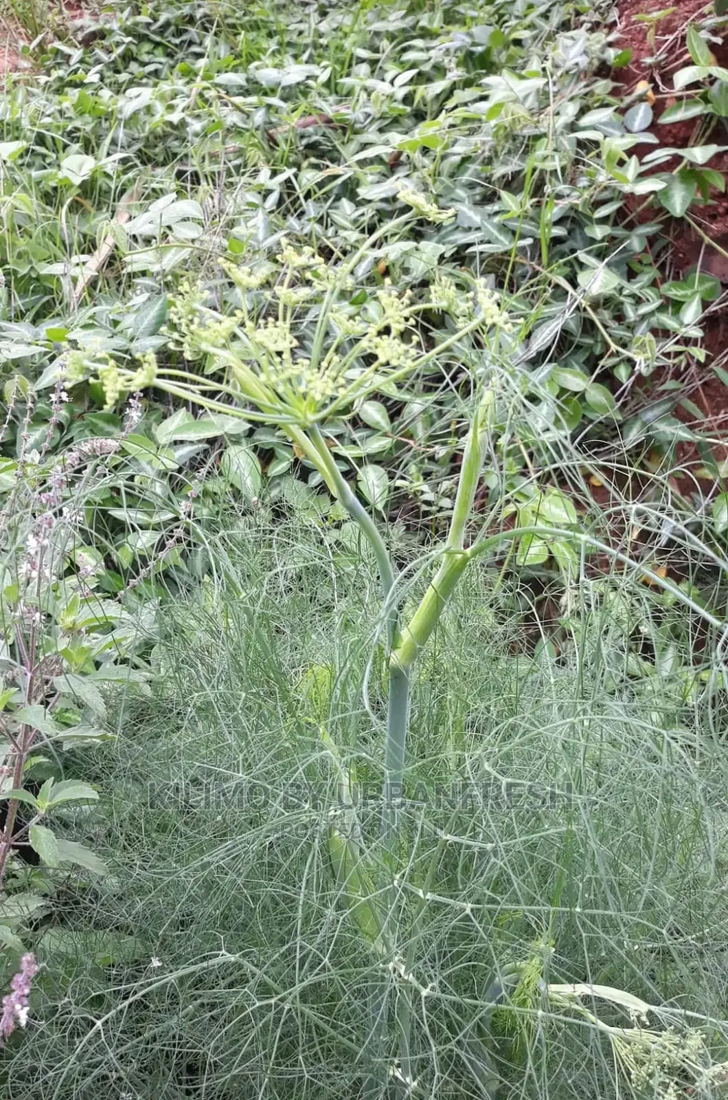 Fennel Seedling Moq 10