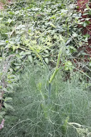 Fennel Seedling Moq 10