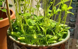 Fenu Greek Seedling Moq 10.