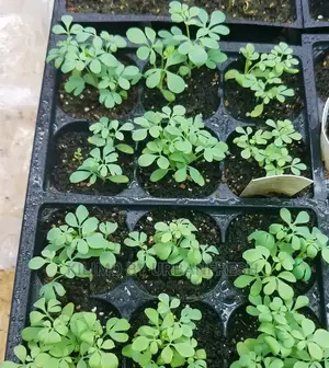 Garden Rue Seedling Moq 5