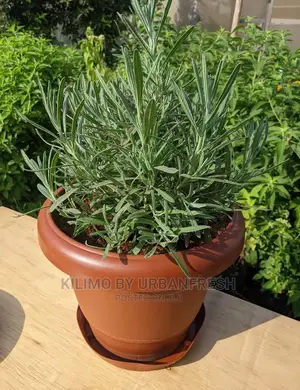 Lavender English Seedling Moq 10