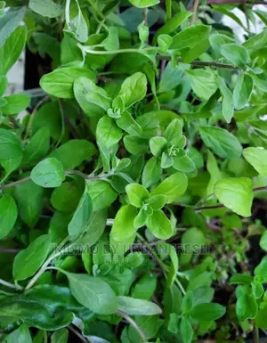 Marjoram Sweet Seedling Moq 10.
