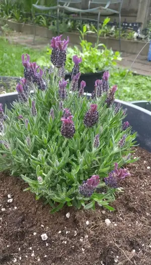 Lavender Spanish Seedling Moq 5