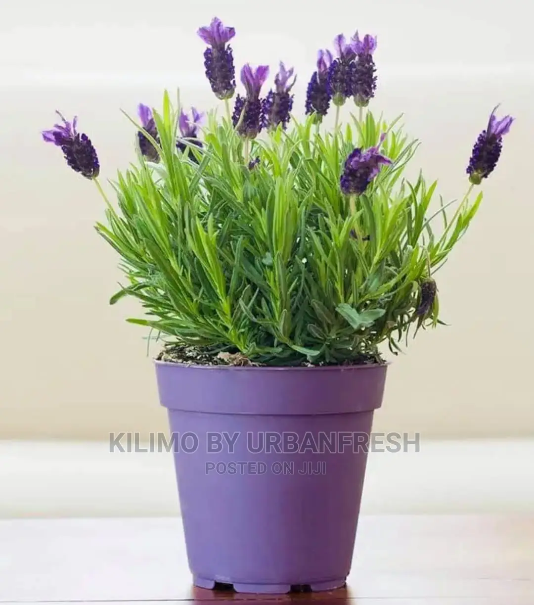 Lavender Spanish Seedling Moq 5
