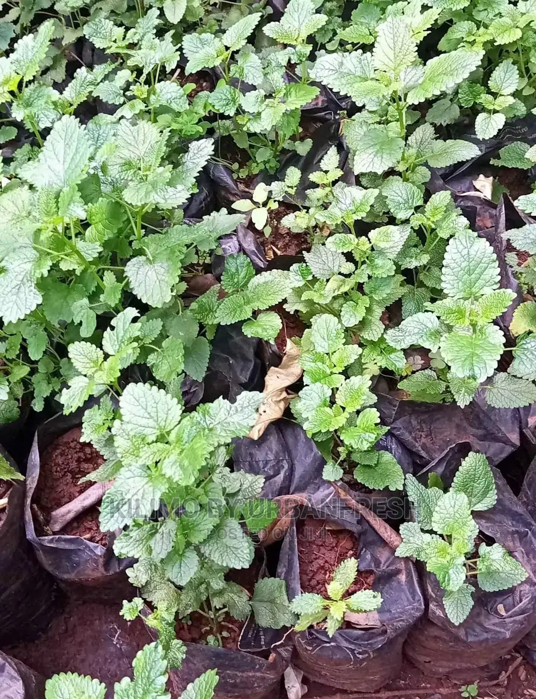 Lemon Balm Seedling Moq 20