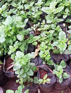 Lemon Balm Seedling Moq 20