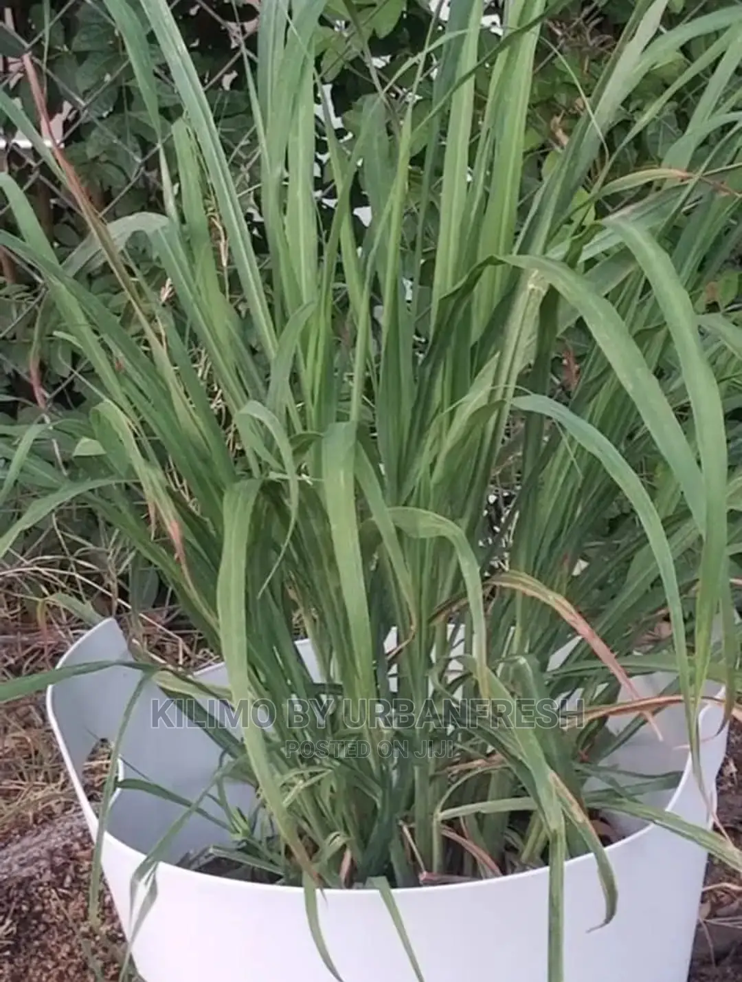 Lemon Grass Seedling.