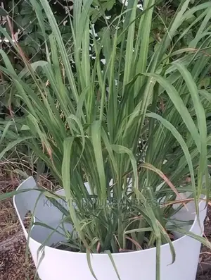 Lemon Grass Seedling.