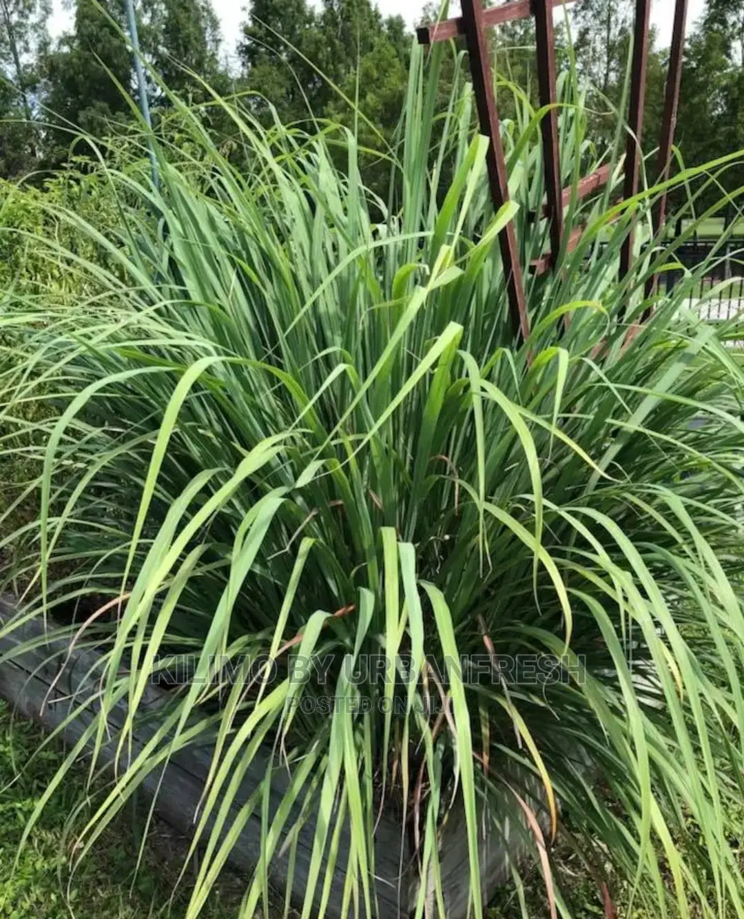 Lemon Grass Seedling.