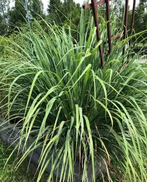 Lemon Grass Seedling.