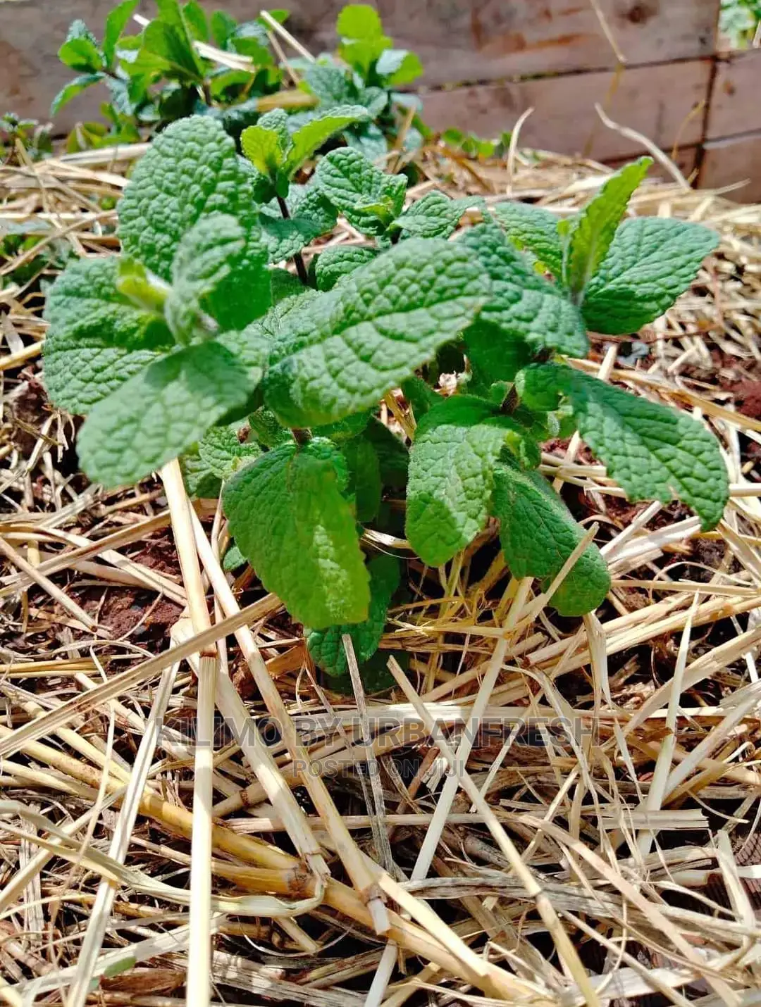 Mint Basi Seedling Moq 10
