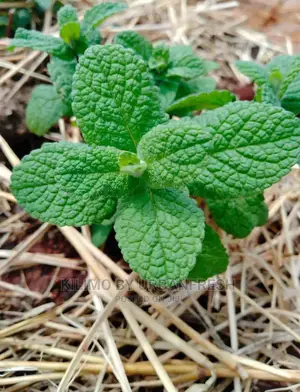Mint Basi Seedling Moq 10
