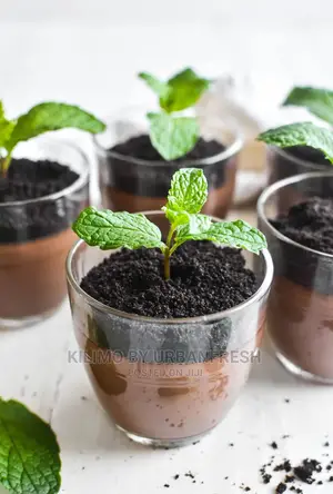 Mint Chocolate Seedling Moq 10.