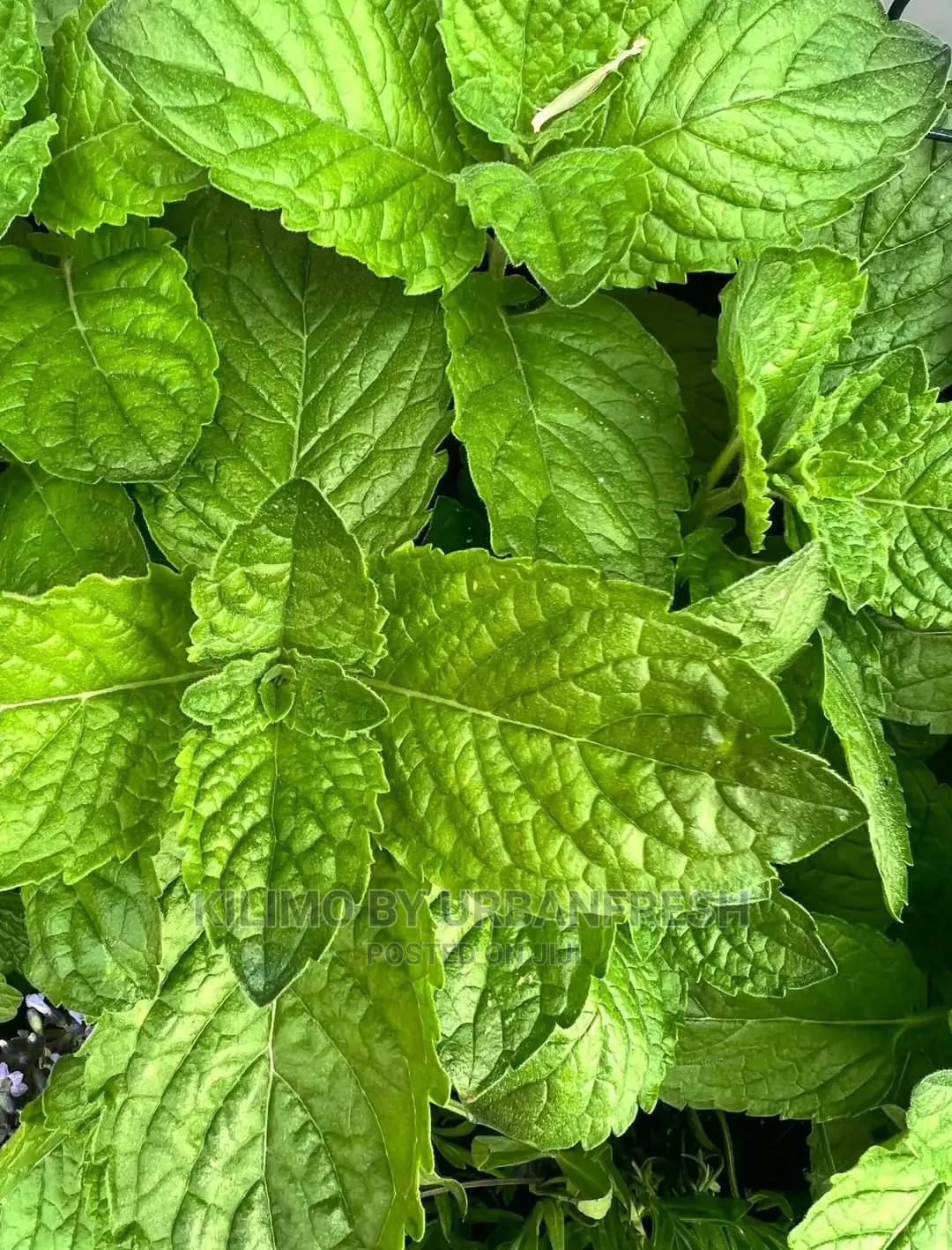 Mint Grape Fruit Seedling Moq 10