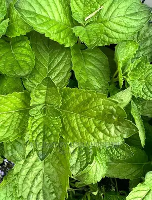 Mint Grape Fruit Seedling Moq 10