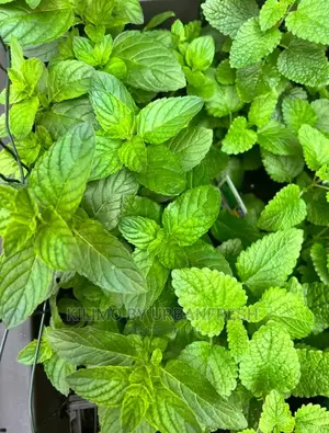 Mint Grape Fruit Seedling Moq 10