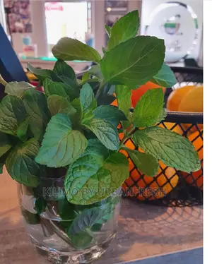 Mint Orange Seedling Moq 10