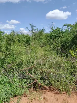 31acres for Sale