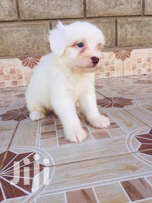 Young Male Purebred Maltese