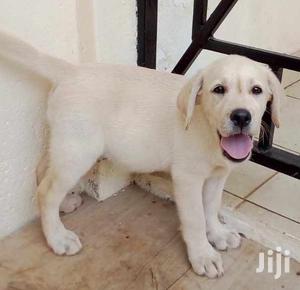 Young Male Purebred Labrador Retriever