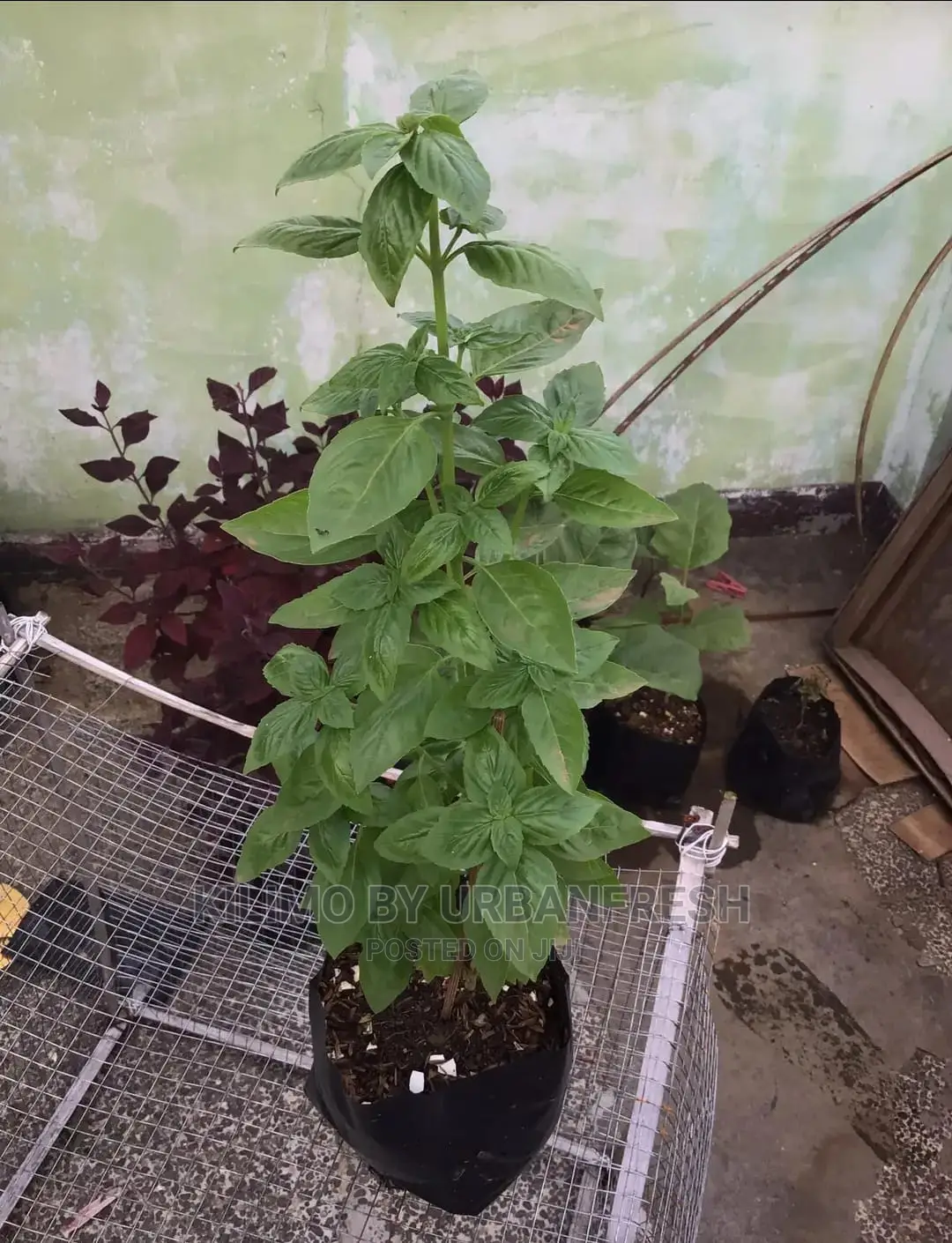 Mint Horse Seedling Moq 10