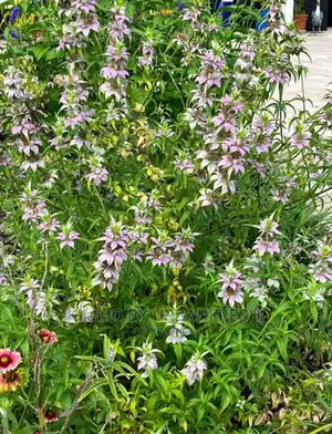 Mint Horse Seedling Moq 10