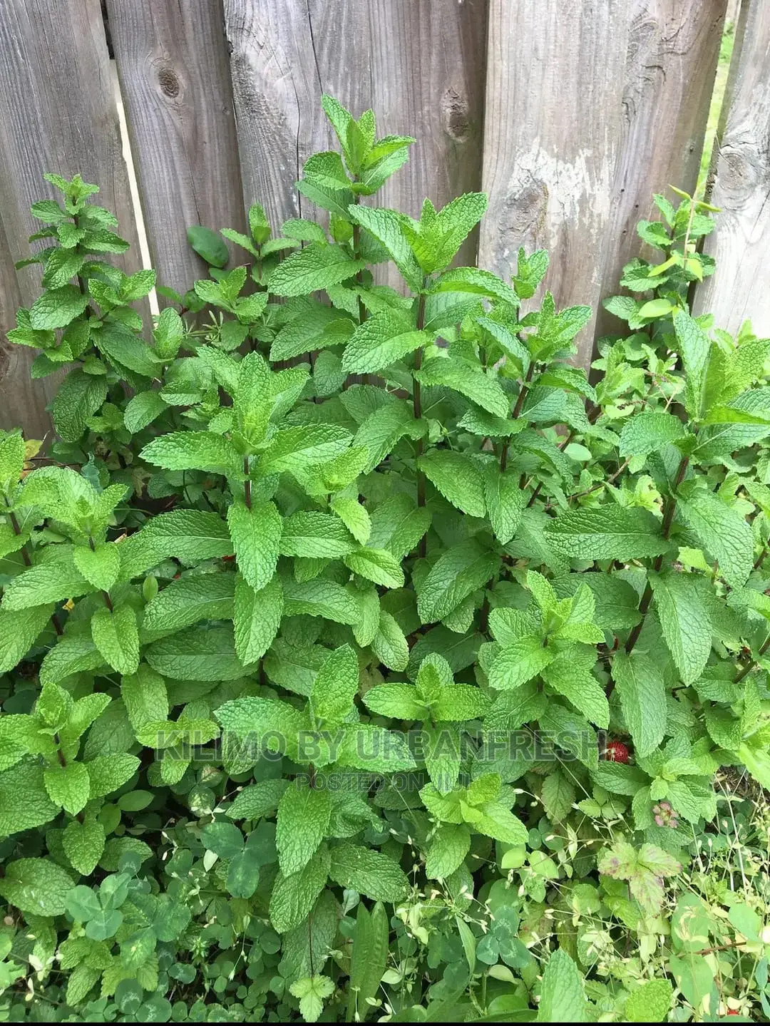 Mint Lemon Seedling Moq 10