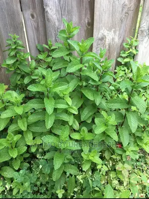 Mint Lemon Seedling Moq 10