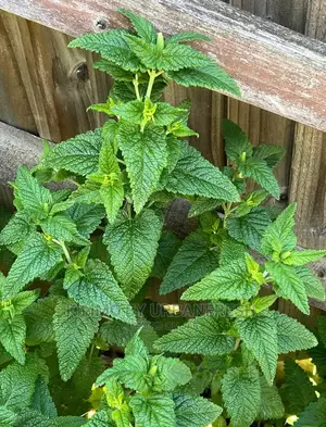Mint Lemon Seedling Moq 10
