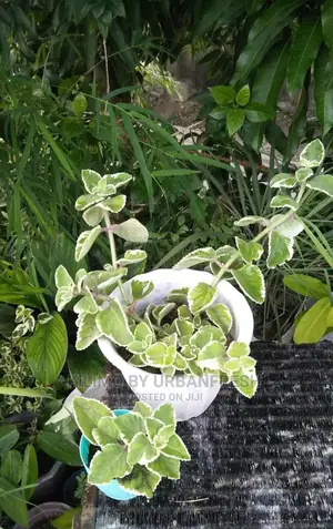 Oregano Seedlings Moq 10